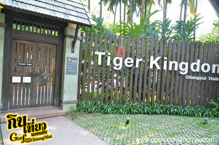 คุ้มเสื้อ เชียงใหม่ Tiger Kingdom Chiangmai