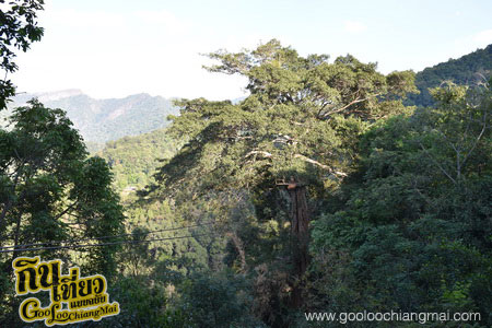 สกายไลน์แอดเวนเจอร์ Skyline Adventure