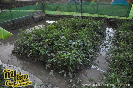 ร้าน บ้านนายามเย็น ดอยสะเก็ดเชียงใหม่
