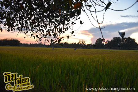ร้าน บ้านนายามเย็น ดอยสะเก็ดเชียงใหม่