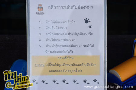 ร้าน Box Box Dog Cafe คาเฟ่น้องหมา เชียงใหม่