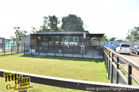 ร้าน Box Box Dog Cafe คาเฟ่น้องหมา เชียงใหม่