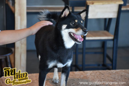 ร้าน Box Box Dog Cafe คาเฟ่น้องหมา เชียงใหม่