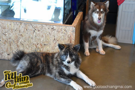 ร้าน Box Box Dog Cafe คาเฟ่น้องหมา เชียงใหม่