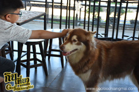 ร้าน Box Box Dog Cafe คาเฟ่น้องหมา เชียงใหม่