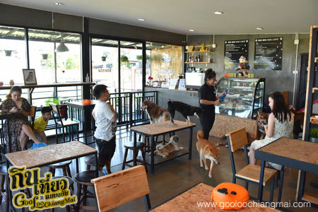 ร้าน Box Box Dog Cafe คาเฟ่น้องหมา เชียงใหม่