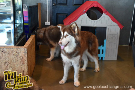 ร้าน Box Box Dog Cafe คาเฟ่น้องหมา เชียงใหม่