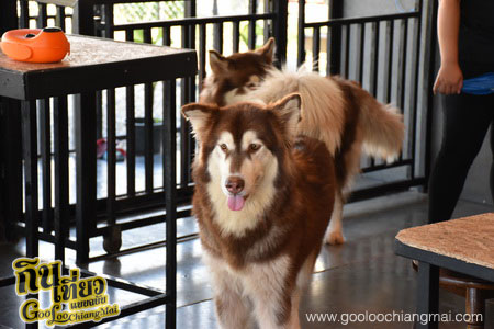 ร้าน Box Box Dog Cafe คาเฟ่น้องหมา เชียงใหม่