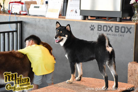 ร้าน Box Box Dog Cafe คาเฟ่น้องหมา เชียงใหม่