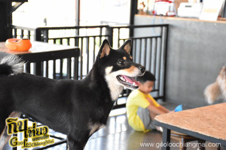 ร้าน Box Box Dog Cafe คาเฟ่น้องหมา เชียงใหม่