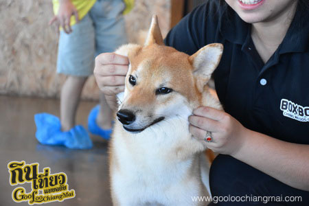 ร้าน Box Box Dog Cafe คาเฟ่น้องหมา เชียงใหม่