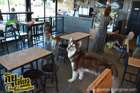 ร้าน Box Box Dog Cafe คาเฟ่น้องหมา เชียงใหม่