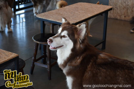 ร้าน Box Box Dog Cafe คาเฟ่น้องหมา เชียงใหม่