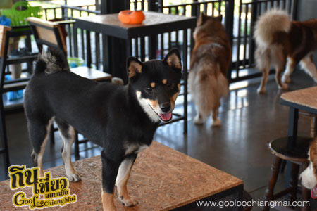 ร้าน Box Box Dog Cafe คาเฟ่น้องหมา เชียงใหม่