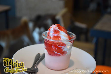 ร้าน Box Box Dog Cafe คาเฟ่น้องหมา เชียงใหม่