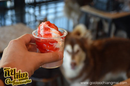 ร้าน Box Box Dog Cafe คาเฟ่น้องหมา เชียงใหม่