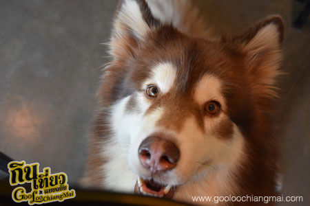 ร้าน Box Box Dog Cafe คาเฟ่น้องหมา เชียงใหม่