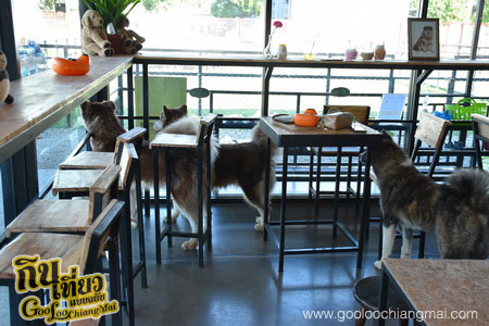 ร้าน Box Box Dog Cafe คาเฟ่น้องหมา เชียงใหม่