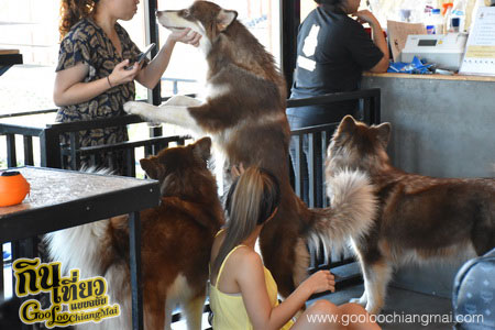 ร้าน Box Box Dog Cafe คาเฟ่น้องหมา เชียงใหม่