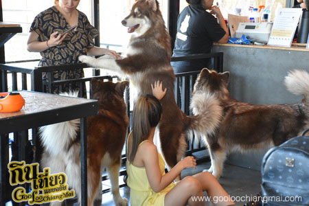ร้าน Box Box Dog Cafe คาเฟ่น้องหมา เชียงใหม่