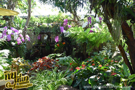 ร้าน ไม้เฮือน 60 Doi Chaang Coffee @ Mae Rim