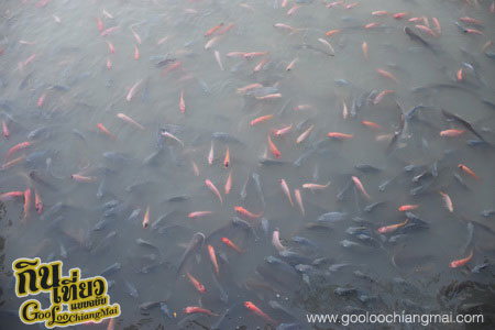 สวนอาหารบ้านสารภี กุ้งเต้น
