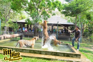 คุ้มเสื้อ เชียงใหม่ Tiger Kingdom Chiangmai